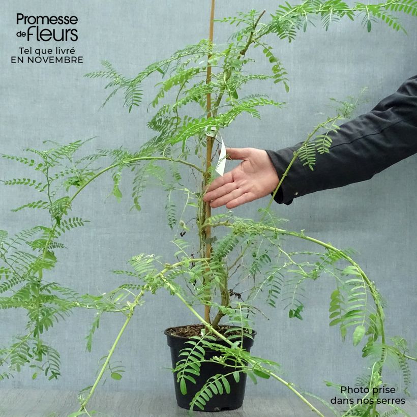 Exemplar von Clianthus puniceus White Heron - Ruhmesblume Topf mit 3L/4L wie im Herbst geliefert