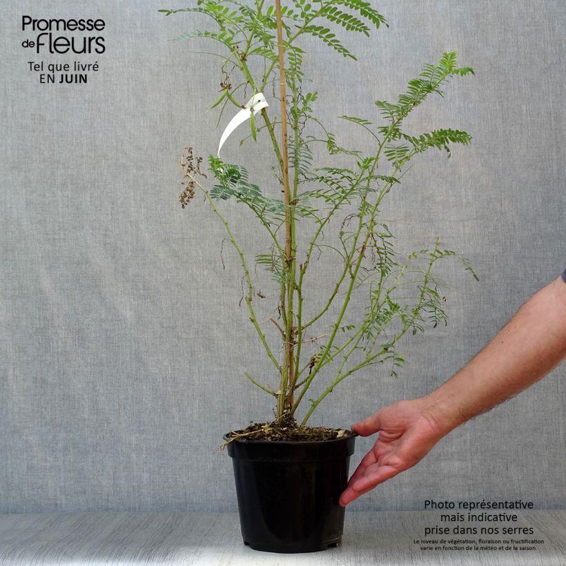 Exemplar von Clianthus puniceus White Heron - Ruhmesblume Topf mit 3L/4L wie im Sommer geliefert