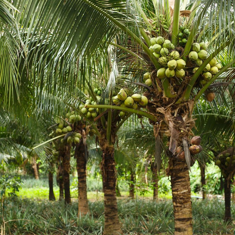 Kokospalme - Cocos nucifera (Hafen)