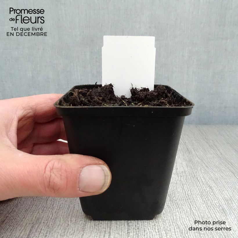 Exemplar von Dicentra spectabilis Alba - Tränendes Herz Kleine Töpfe von 8/9 cm wie im Winter geliefert