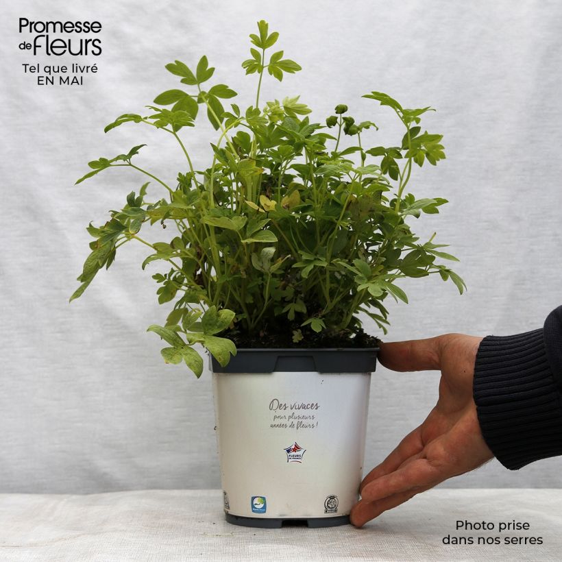 Exemplar von Dicentra spectabilis Alba - Tränendes Herz Topf mit 2L/3L wie im Frühjahr geliefert