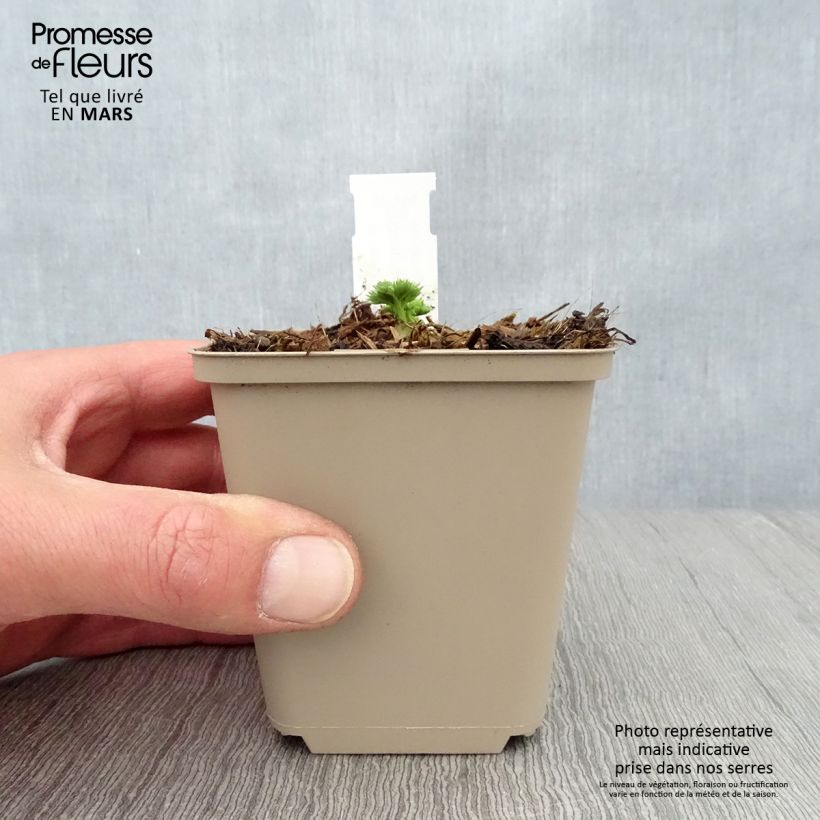 Exemplar von Dicentra Ivory Hearts - Herzblume Kleine Töpfe von 8/9 cm wie im Frühjahr geliefert