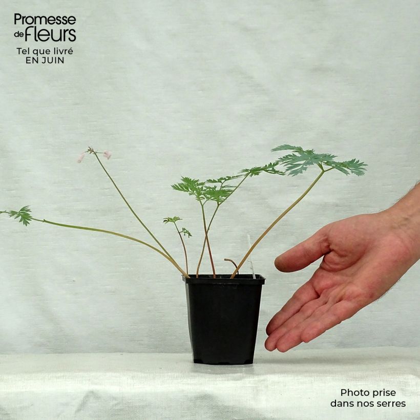 Exemplar von Dicentra eximia Stuart Boothman - Zwerg-Herzblume Kleine Töpfe von 8/9 cm wie im Sommer geliefert