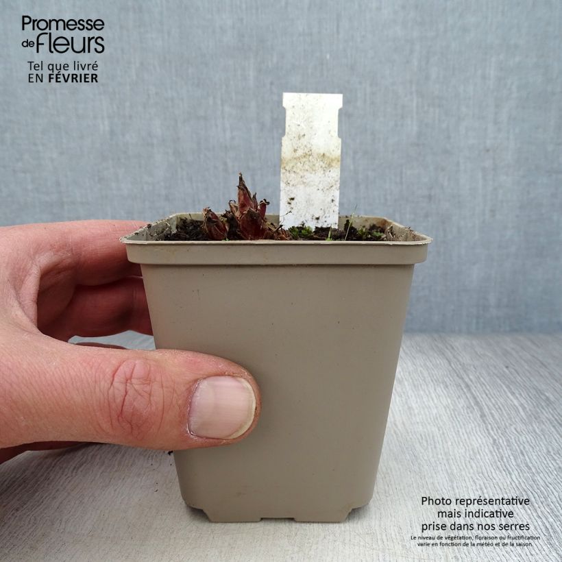 Exemplar von Dicentra eximia Stuart Boothman - Zwerg-Herzblume Kleine Töpfe von 8/9 cm wie im Winter geliefert