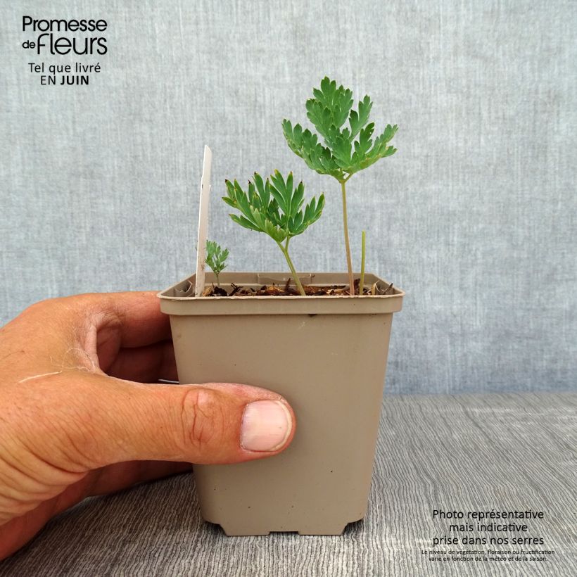 Exemplar von Dicentra formosa Aurora - Zwerg-Herzblume Kleine Töpfe von 8/9 cm wie im Sommer geliefert