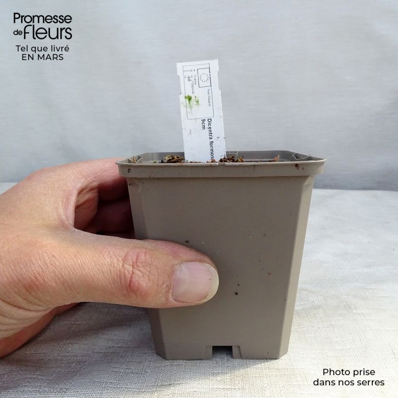 Exemplar von Dicentra formosa Aurora - Zwerg-Herzblume Kleine Töpfe von 8/9 cm wie im Winter geliefert