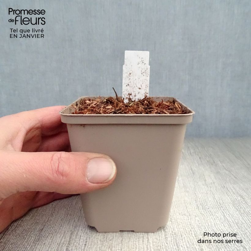 Exemplar von Dicentra formosa Luxuriant - Zwerg-Herzblume Kleine Töpfe von 8/9 cm wie im Winter geliefert