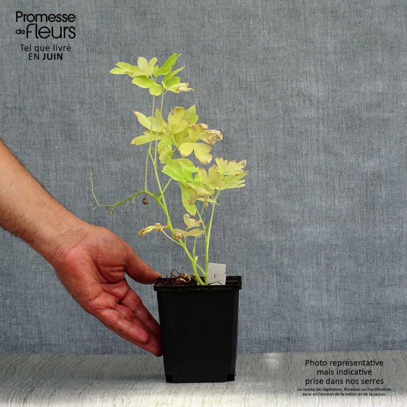 Exemplar von Dicentra spectabilis White Gold - Tränendes Herz Kleine Töpfe von 8/9 cm wie im Sommer geliefert