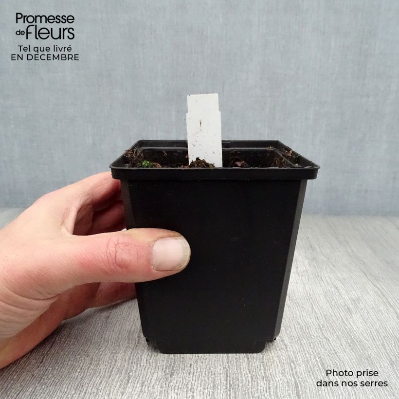 Exemplar von Dicentra spectabilis White Gold - Tränendes Herz Kleine Töpfe von 8/9 cm wie im Winter geliefert