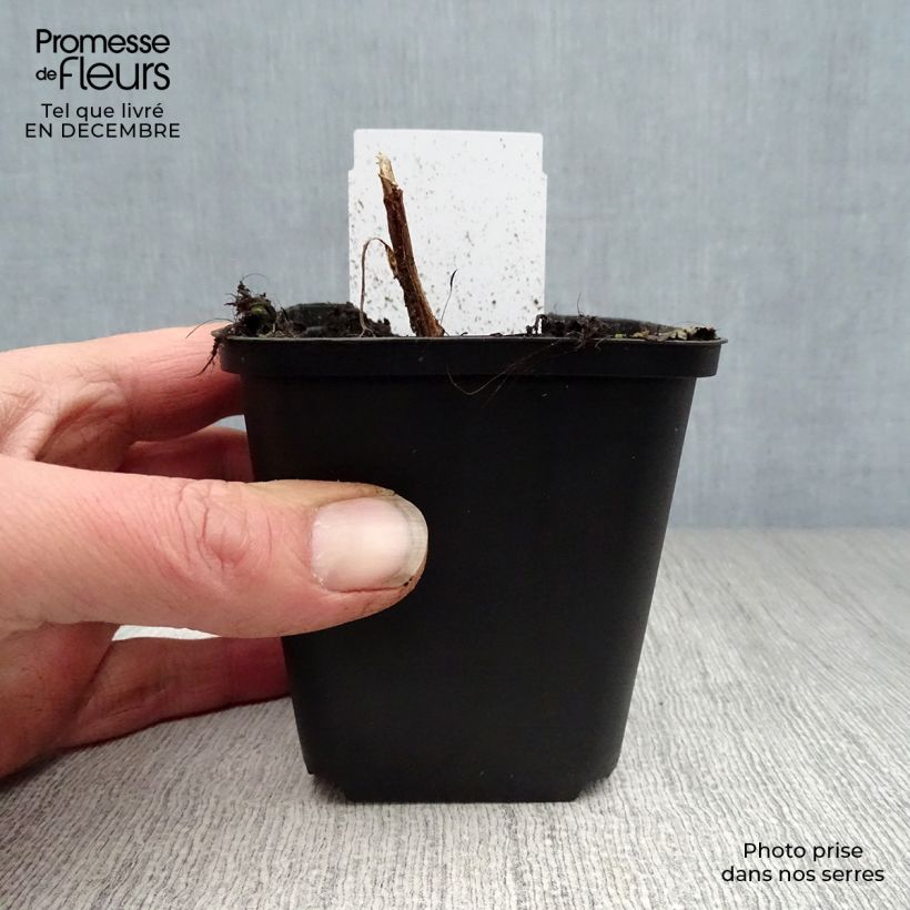 Exemplar von Dicentra spectabilis - Tränendes Herz Kleine Töpfe von 8/9 cm wie im Winter geliefert