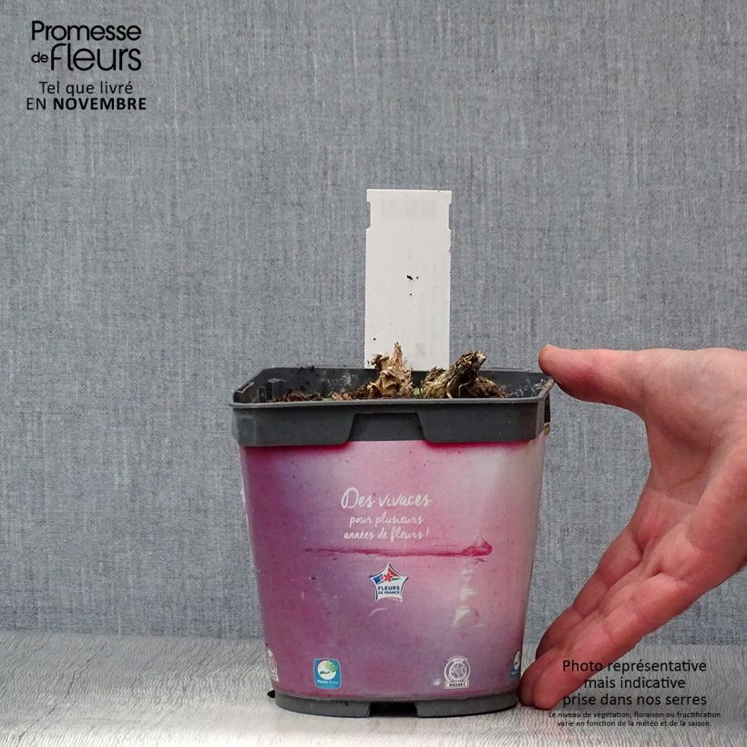 Exemplar von Dicentra spectabilis - Tränendes Herz Topf mit 2L/3L wie im Herbst geliefert