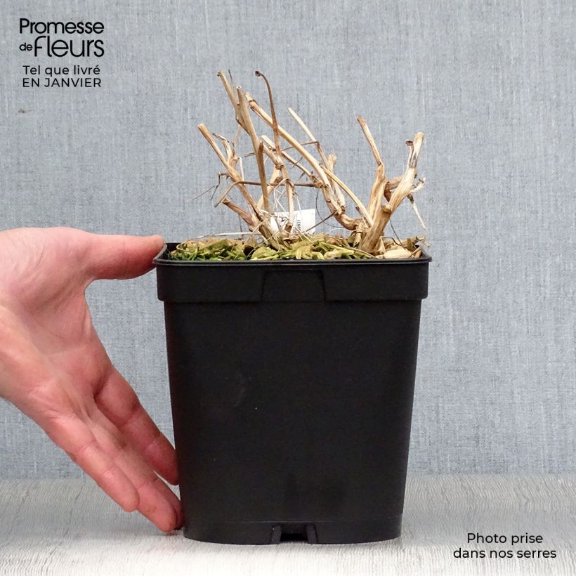 Exemplar von Dicentra spectabilis Valentine - Tränendes Herz Topf mit 2L/3L wie im Winter geliefert