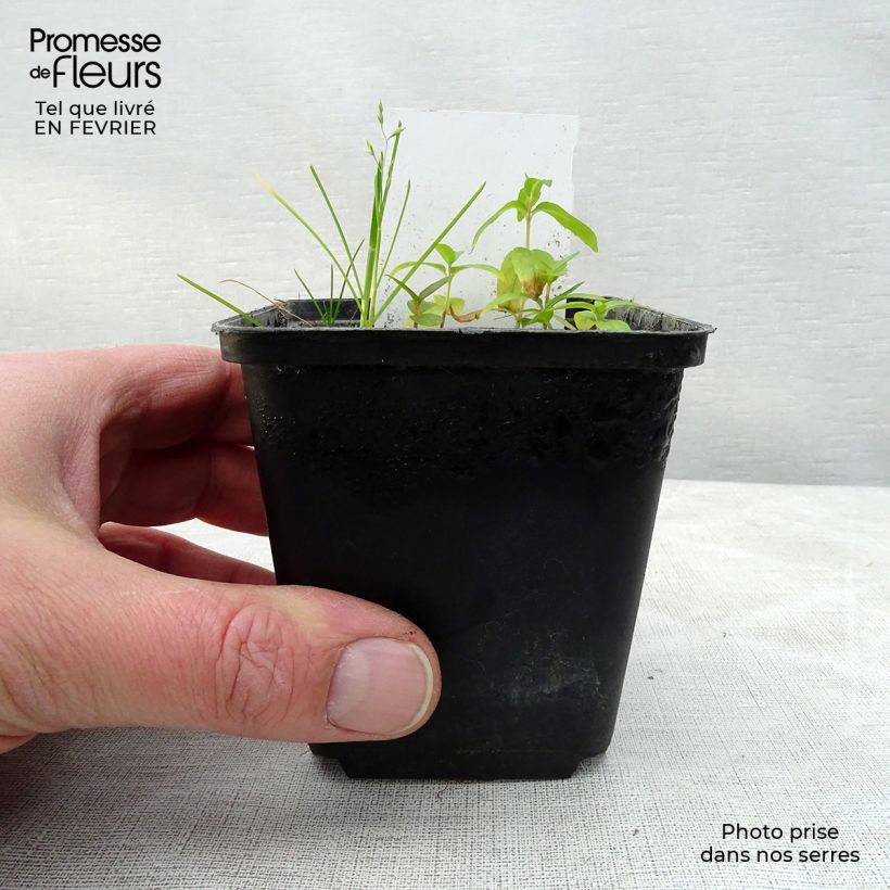 Exemplar von Dicentra spectabilis Valentine - Tränendes Herz Kleine Töpfe von 7/8 cm wie im Winter geliefert