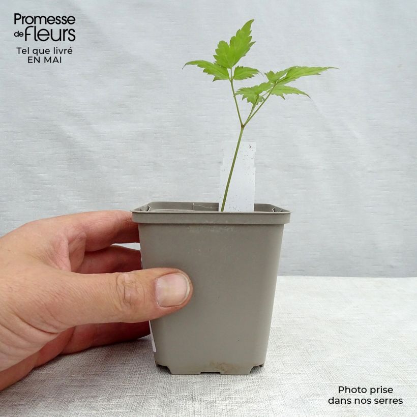 Exemplar von Dicentra spectabilis Valentine - Tränendes Herz Kleine Töpfe von 7/8 cm wie im Frühjahr geliefert