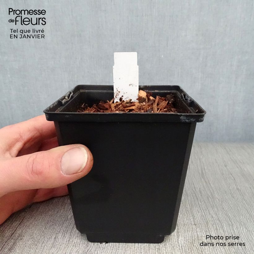 Exemplar von Dicentra spectabilis Goldheart - Tränendes Herz Topf 10 cm/11cm wie im Winter geliefert