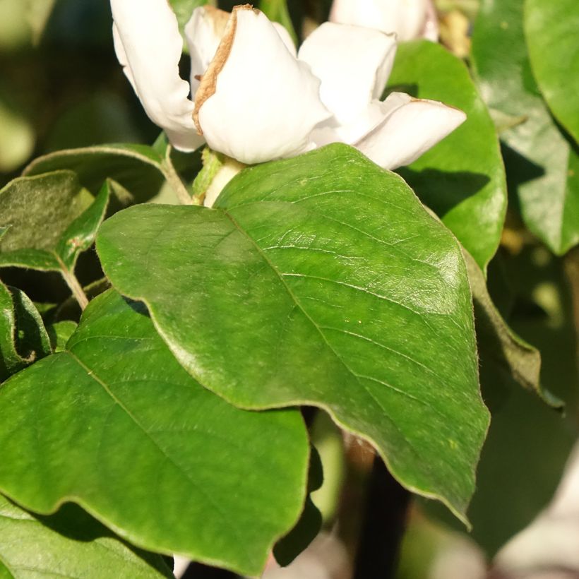 Quitte Aromatnaya - Cydonia oblonga (Laub)