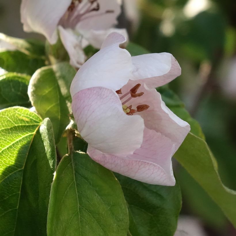 Quitte Aromatnaya - Cydonia oblonga (Blüte)