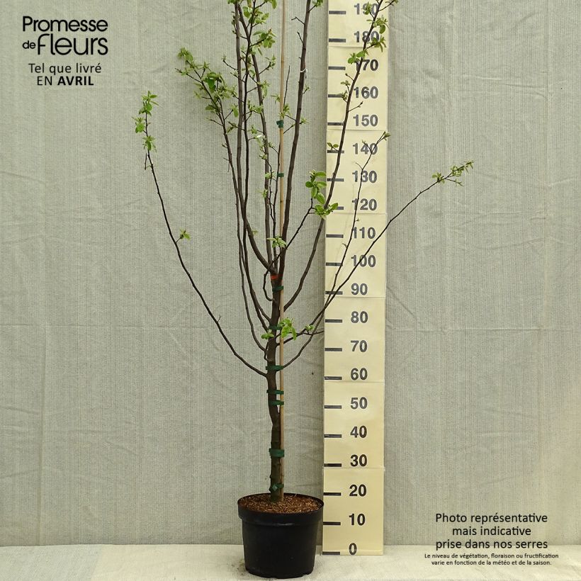 Exemplar von Quitte Leskovacz - Cydonia oblonga Topf mit 7,5L/10L wie im Frühjahr geliefert