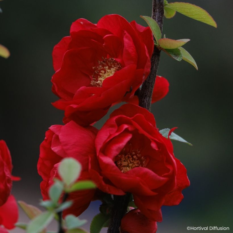 Zierquitte Double Delice Love - Chaenomeles speciosa  (Blüte)