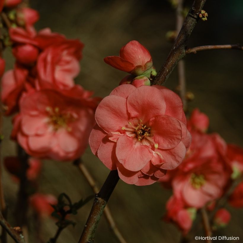 Zierquitte Double Delice Passion - Chaenomeles speciosa  (Blüte)