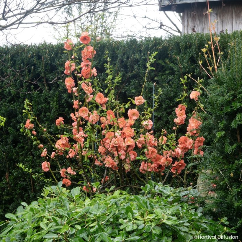 Zierquitte Double Delice Passion - Chaenomeles speciosa  (Wuchs)