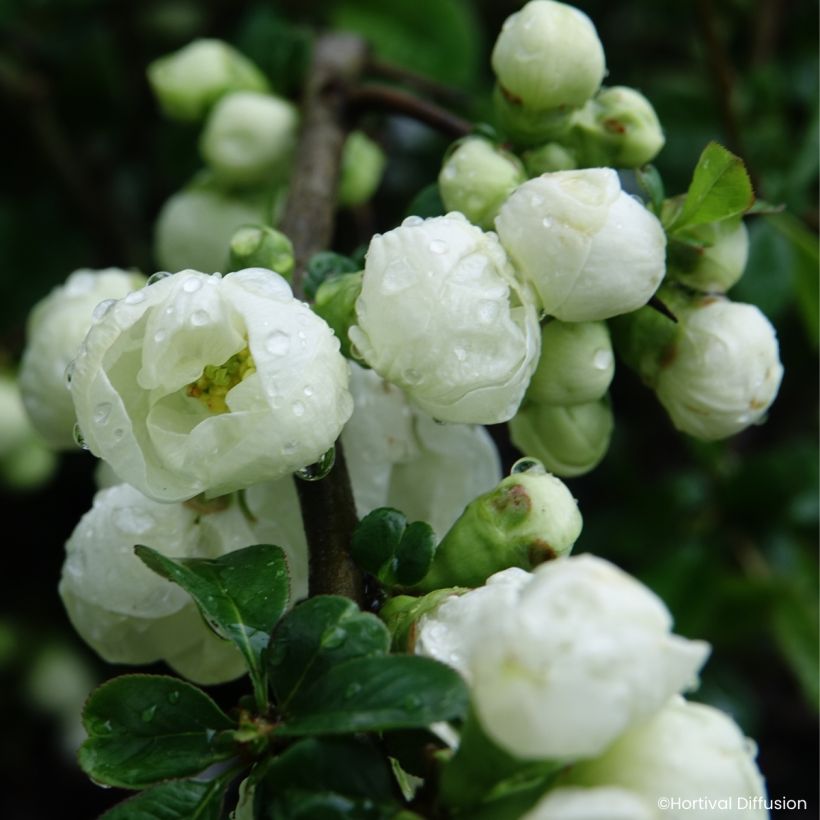 Zierquitte Double Delice Pure - Chaenomeles speciosa  (Blüte)