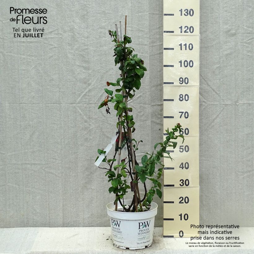Exemplar von Zierquitte Mango Storm - Chaenomeles speciosa Topf mit 7,5L/10L wie im Sommer geliefert