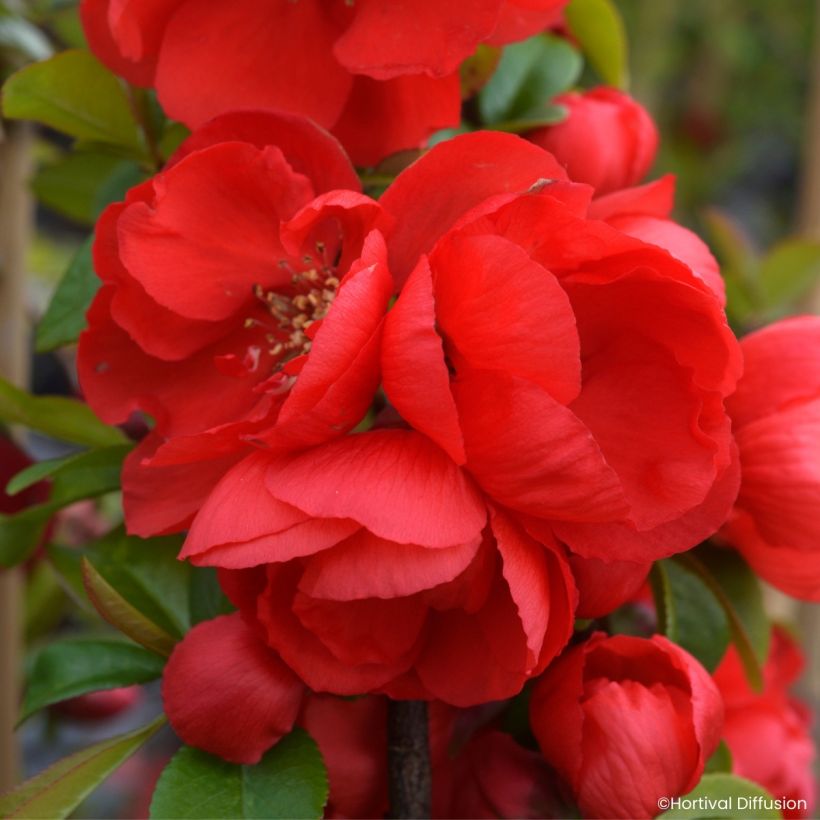 Zierquitte Double Delice Rouge Baiser - Chaenomeles speciosa  (Blüte)