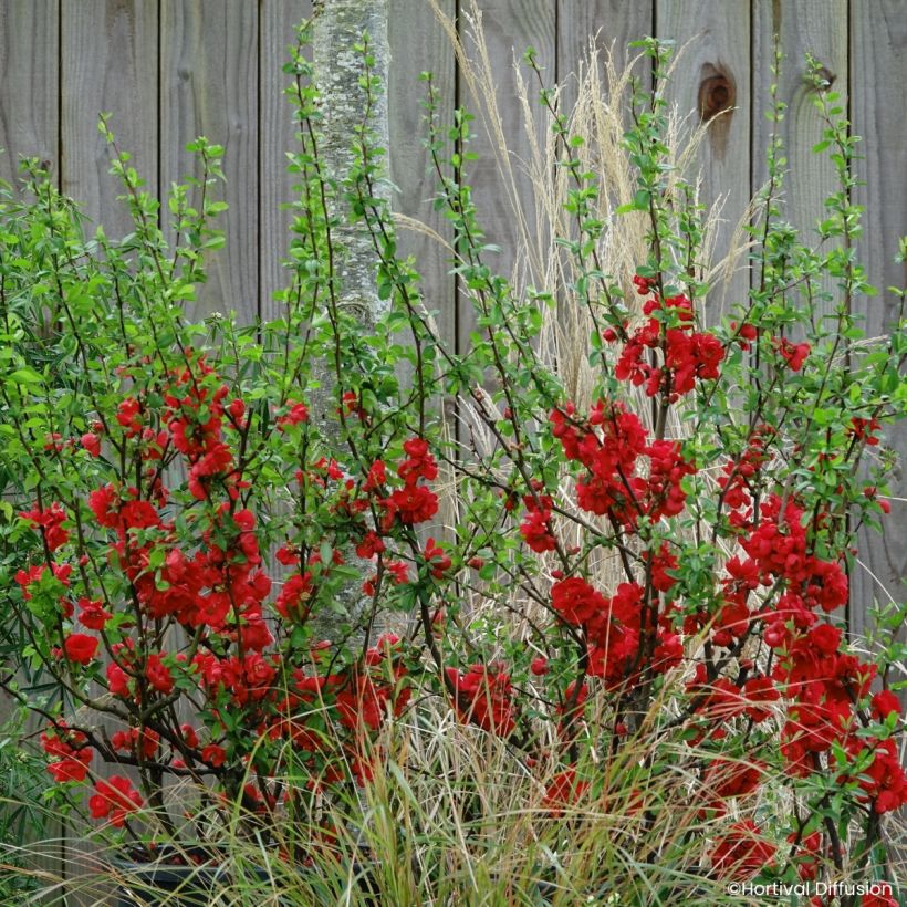 Zierquitte Double Delice Rouge Baiser - Chaenomeles speciosa  (Wuchs)