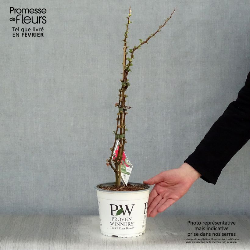 Exemplar von Zierquitte Scarlet Storm - Chaenomeles speciosa Topf mit 3L/4L wie im Winter geliefert