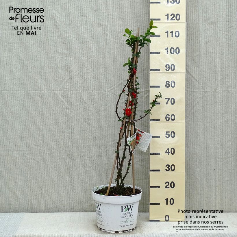 Exemplar von Zierquitte Scarlet Storm - Chaenomeles speciosa Topf mit 7,5L/10L wie im Frühjahr geliefert