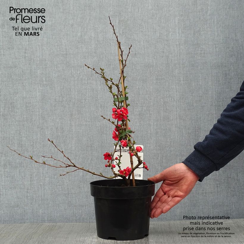 Exemplar von Zierquitte Texas Scarlet - Chaenomeles superba Topf mit 2L/3L wie im Winter geliefert