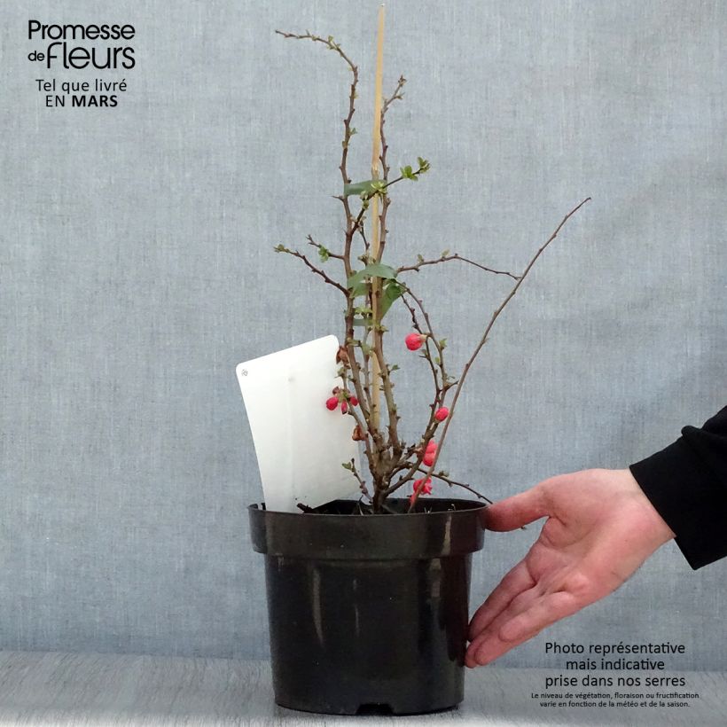 Exemplar von Zierquitte Texas Scarlet - Chaenomeles superba Topf mit 2L/3L wie im Frühjahr geliefert