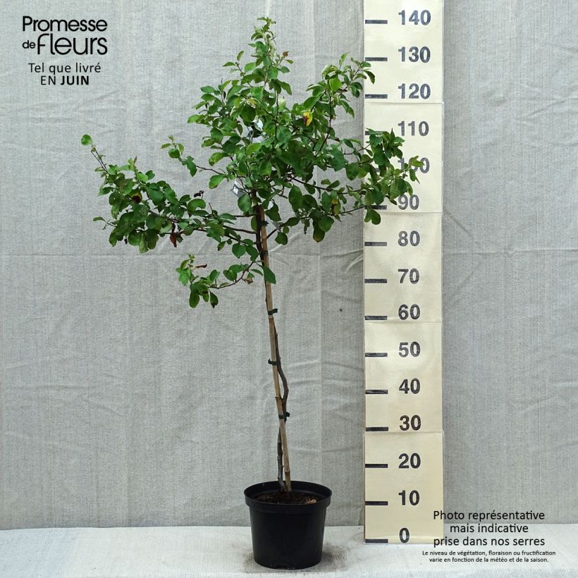 Exemplar von Zierquitte Crimson and Gold - Chaenomeles superba Topf mit 4L/5L wie im Frühjahr geliefert