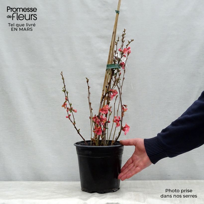 Exemplar von Japanische Zierquitte Eximia - Chaenomeles Topf mit 4L/5L wie im Frühjahr geliefert