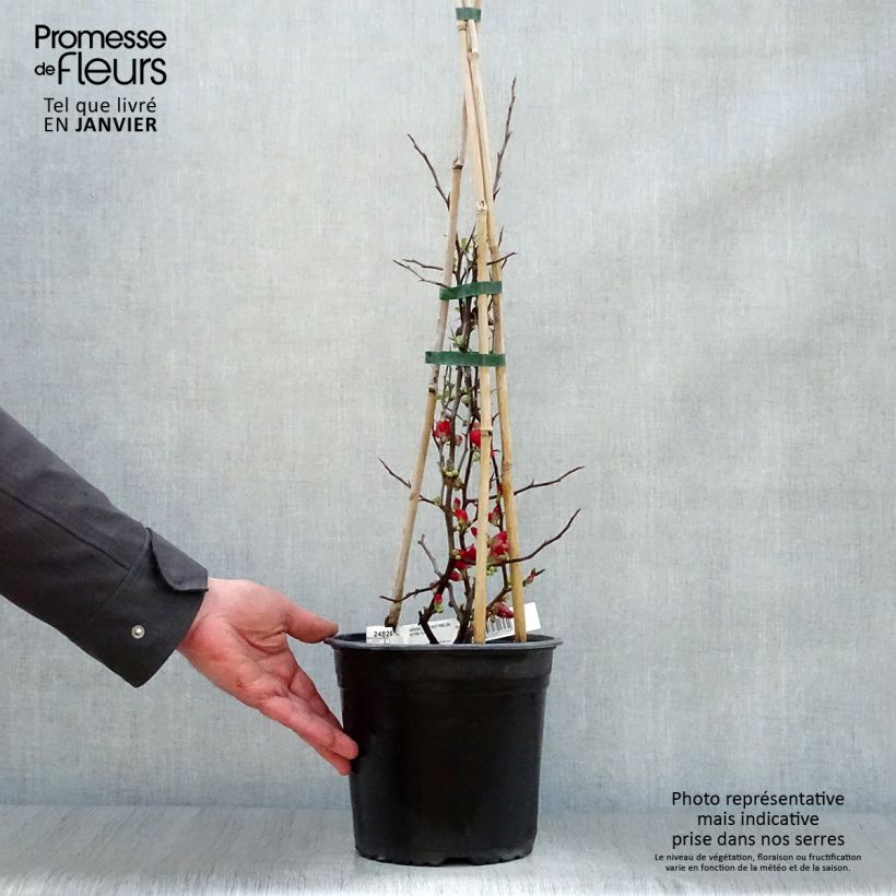 Exemplar von Zierquitte Hot Fire - Chaenomeles speciosa Topf mit 4L/5L wie im Winter geliefert