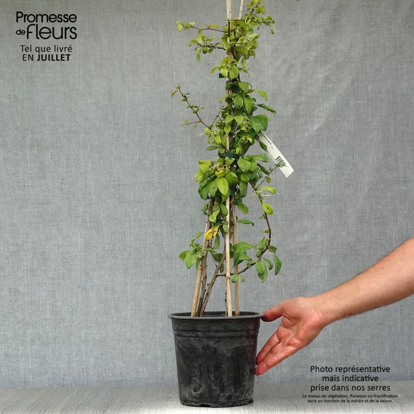 Exemplar von Zierquitte Hot Fire - Chaenomeles speciosa Topf mit 4L/5L wie im Sommer geliefert
