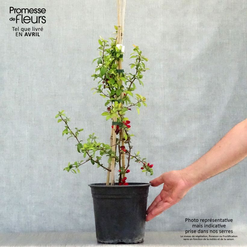 Exemplar von Zierquitte Hot Fire - Chaenomeles speciosa Topf mit 4L/5L wie im Frühjahr geliefert