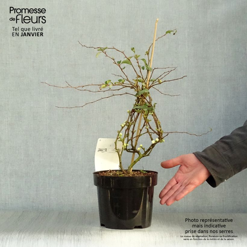 Exemplar von Zierquitte Jet Trail - Chaenomeles superba Topf mit 3L/4L wie im Winter geliefert