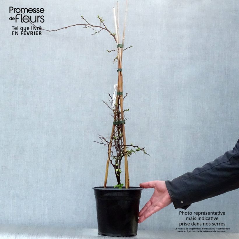 Exemplar von Zierquitte Kinshiden - Chaenomeles speciosa Topf mit 3L/4L wie im Winter geliefert