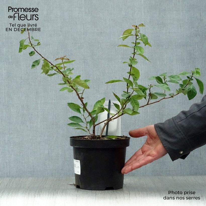 Exemplar von Zierquitte Nicoline - Chaenomeles superba Topf mit 2L/3L wie im Winter geliefert