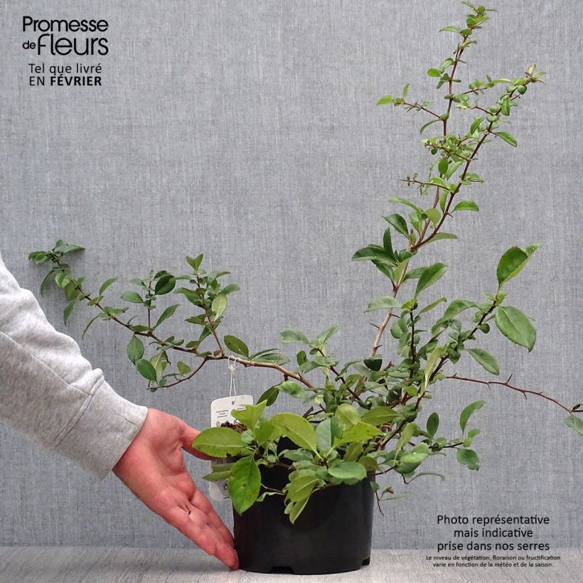 Exemplar von Zierquitte Nicoline - Chaenomeles superba Topf mit 2L/3L wie im Herbst geliefert