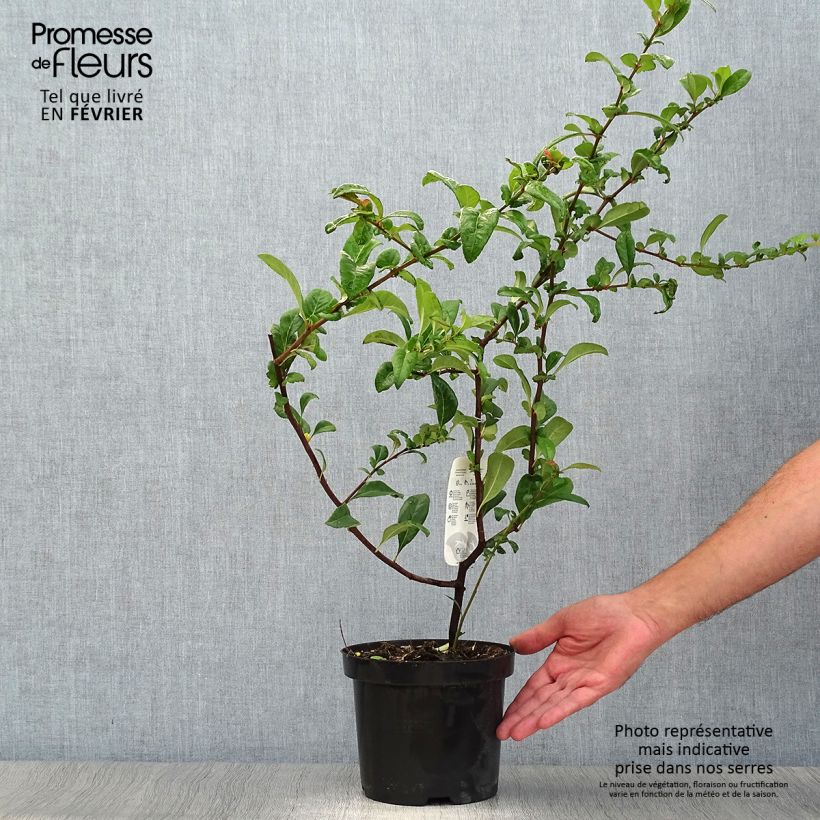 Exemplar von Zierquitte Nivalis - Chaenomeles speciosa Topf mit 2L/3L wie im Herbst geliefert