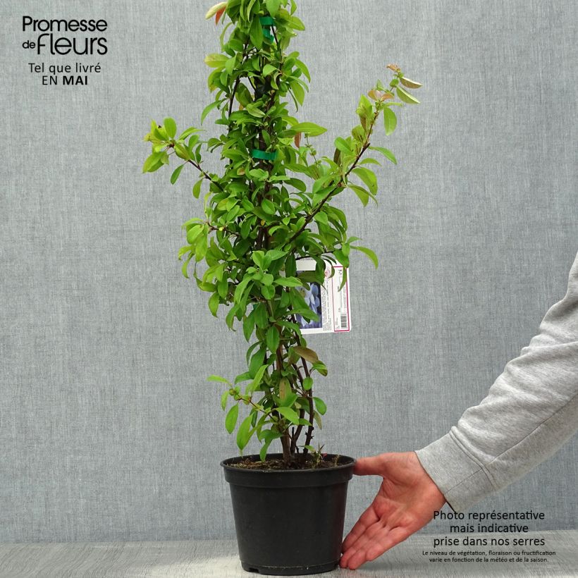 Exemplar von Zierquitte Nivalis - Chaenomeles speciosa Topf mit 2L/3L wie im Frühjahr geliefert