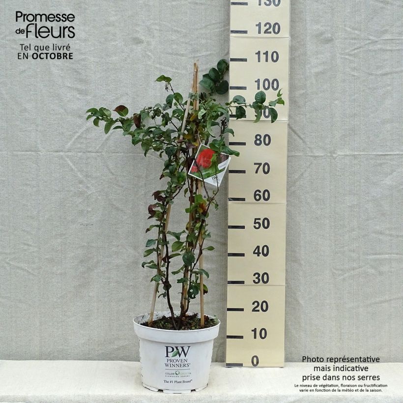 Exemplar von Zierquitte Orange Storm - Chaenomeles speciosa Topf mit 7,5L/10L wie im Herbst geliefert