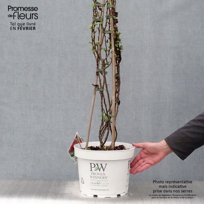 Exemplar von Zierquitte Orange Storm - Chaenomeles speciosa Topf mit 7,5L/10L wie im Winter geliefert