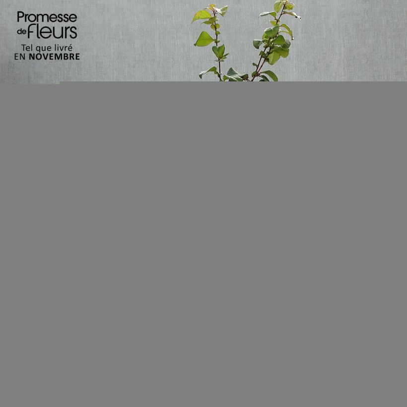 Exemplar von Zierquitte Orange Storm - Chaenomeles speciosa Topf mit 2L/3L wie im Herbst geliefert