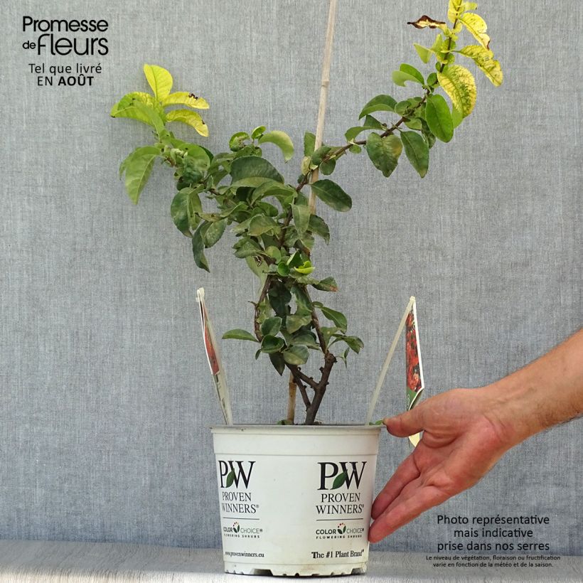 Exemplar von Zierquitte Orange Storm - Chaenomeles speciosa Topf mit 2L/3L wie im Sommer geliefert