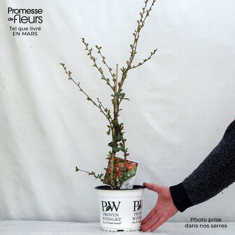 Exemplar von Zierquitte Orange Storm - Chaenomeles speciosa Topf mit 2L/3L wie im Winter geliefert