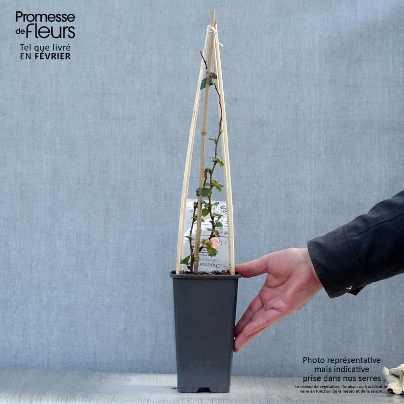 Exemplar von Zierquitte Pink Lady - Chaenomeles superba Topf mit 2L/3L wie im Winter geliefert